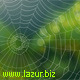 Spider Web - ActiveDen Item for Sale