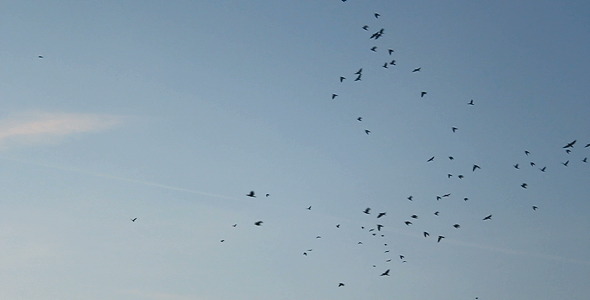 Crows Crows