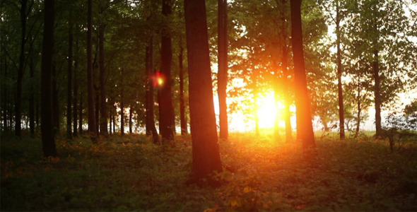 Sunset In The Forest Time Lapse Sunset In The Forest Time Lapse