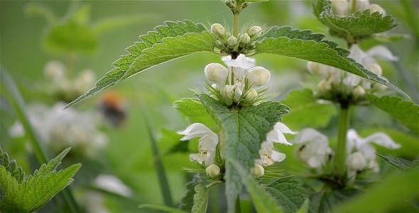 Nettle Bloom Nettle Bloom