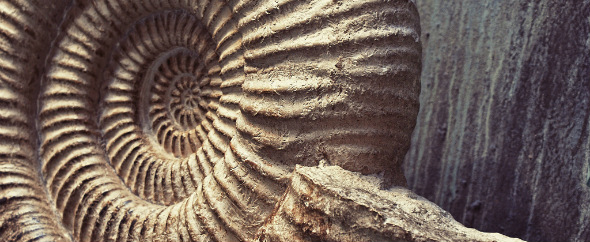 Amonite large