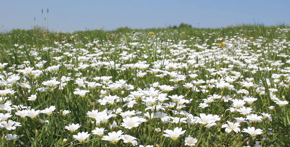 Meadow Meadow