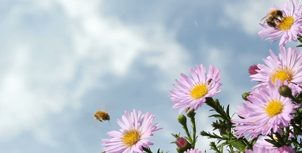 Bees Bees