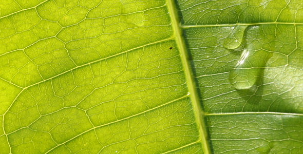 Water Drops Water Drops