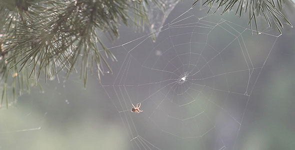 Spider Making A Web Spider Making A Web