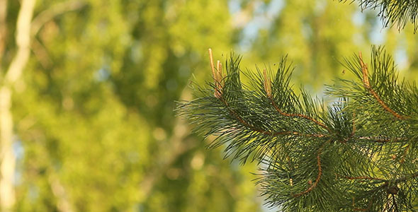 Pine Branches Pine Branches