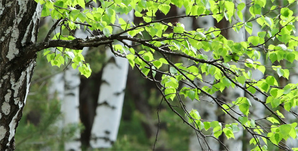 Spring Birchwood Spring Birchwood