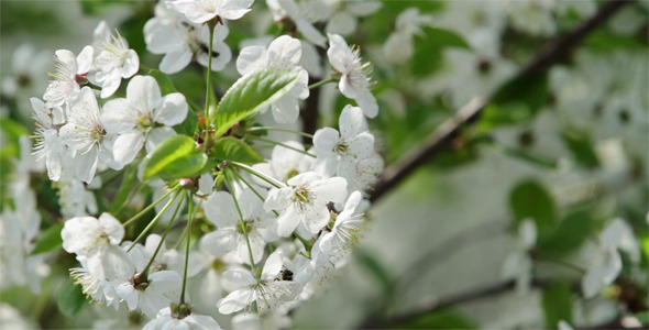 Cherry Blossom Cherry Blossom