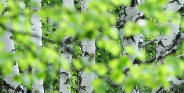 Spring Birch Grove Spring Birch Grove