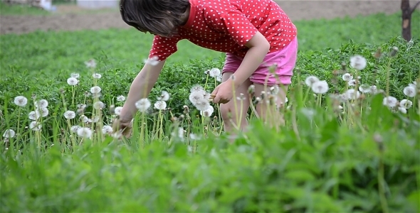 Girl And Dandelions 5 Girl And Dandelions 5