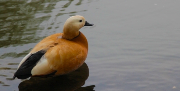 Duck On The Lake Duck On The Lake