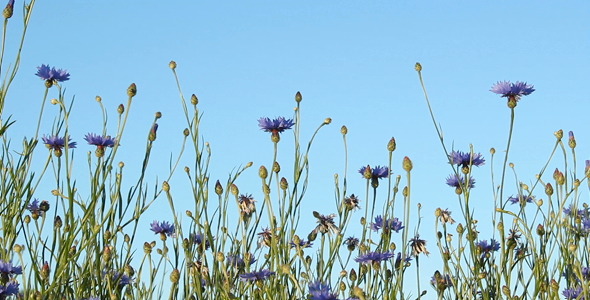 Flowers Flowers