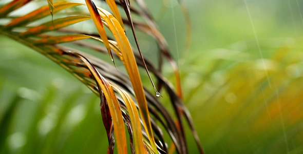 Palm Leaves In The Rain Palm Leaves In The Rain