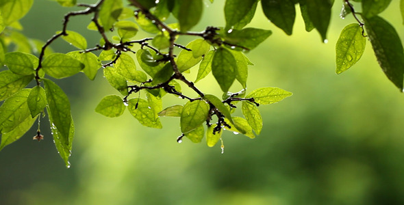 Background Leaves In The Rain Background Leaves In The Rain