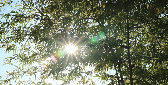 Sunshine Through Bamboo Leaves V Sunshine Through Bamboo Leaves V