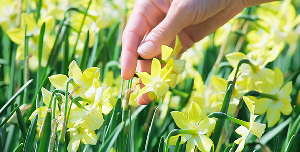 Narcissus Flowers Caressed By Woman Hand Narcissus Flowers Caressed By Woman Hand