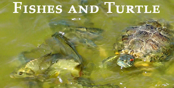 Fishes And Turtle 2 Fishes And Turtle 2