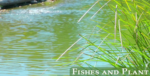 Fishes And Plant Fishes And Plant