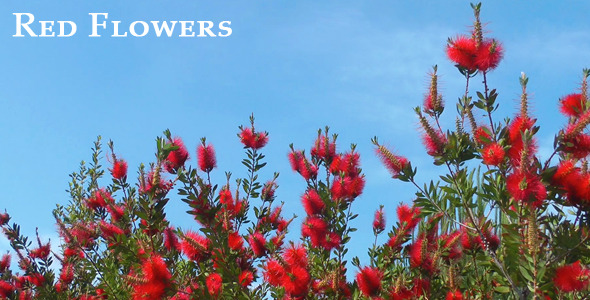 Red Flowers 2 Red Flowers 2