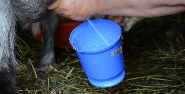 Milking Goat 1 Milking Goat 1