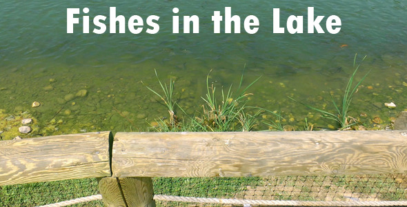Fishes In The Lake 2 Fishes In The Lake 2