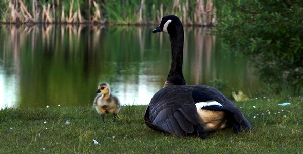 Goose Family 1 Goose Family 1