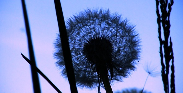 Dandelion Silhouette Loop Dandelion Silhouette Loop