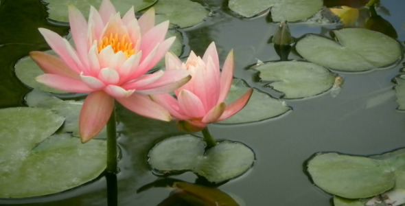 Lotus Flower in the Lake Lotus Flower in the Lake