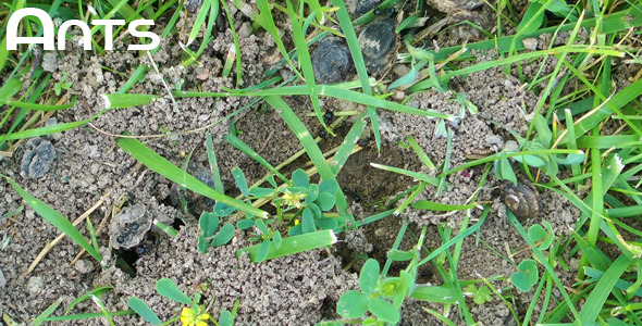 Ants Ants