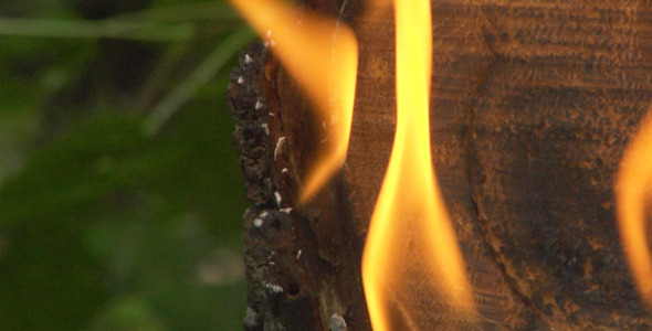 Fire In Forest Fire In Forest