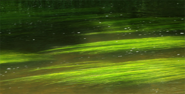 Green Seaweed In The River Green Seaweed In The River