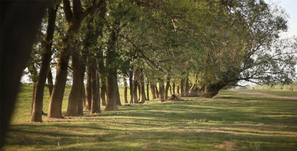 Trees In The Meadow Trees In The Meadow