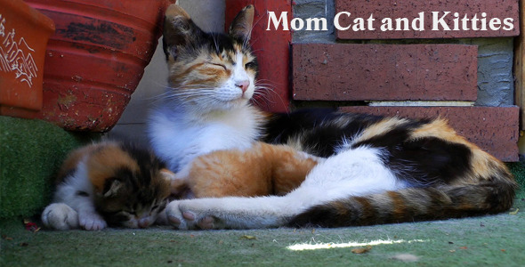 Mom Cat And Kitties 3 Mom Cat And Kitties 3