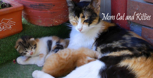 Mom Cat And Kitties 4 Mom Cat And Kitties 4