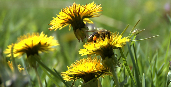 Bee Collecting Pollen Bee Collecting Pollen