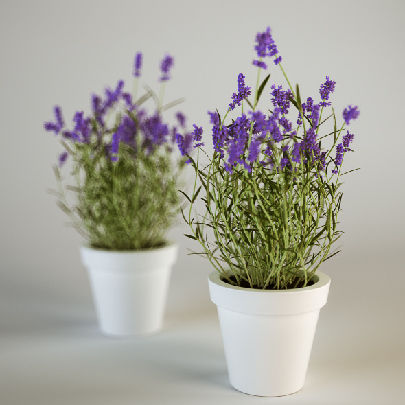 Lavender in a Pot - 3DOcean Item for Sale