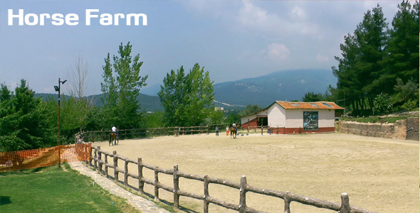 Horse Farm Horse Farm