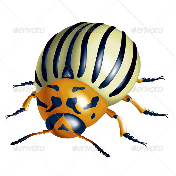 Colorado Potato Beetle Colorado Potato Beetle
