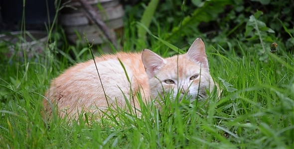 Yellow Cat Resting Yellow Cat Resting