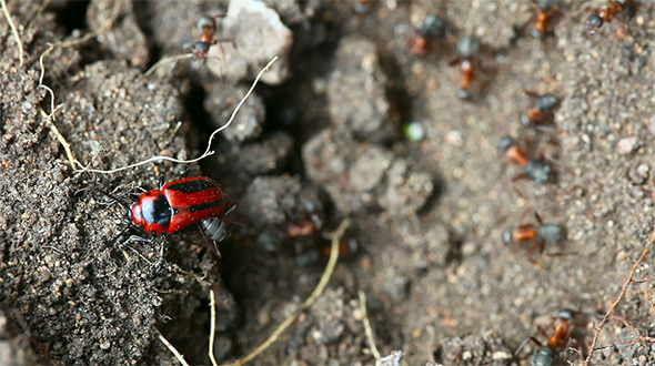 Beatle and Ants Beatle and Ants