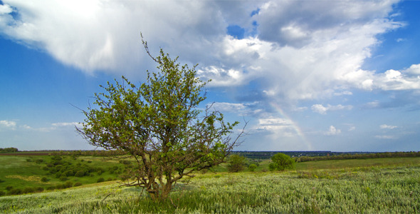 Summer Landscape Summer Landscape