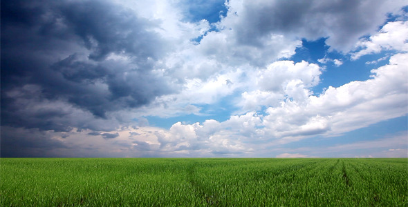 Field Of Green Ears And Cloudy Sky Field Of Green Ears And Cloudy Sky