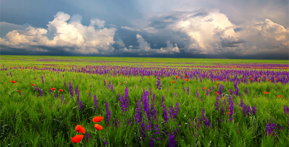 Field Of Flowers And The Cloudy Sky Field Of Flowers And The Cloudy Sky
