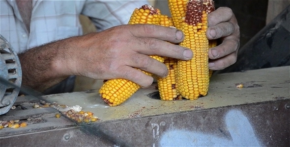 The Corn 2 The Corn 2