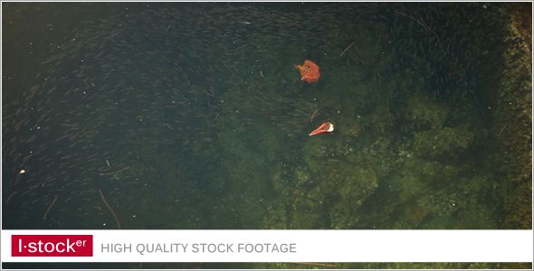Fish In the Pond Fish In the Pond