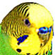 Suljo