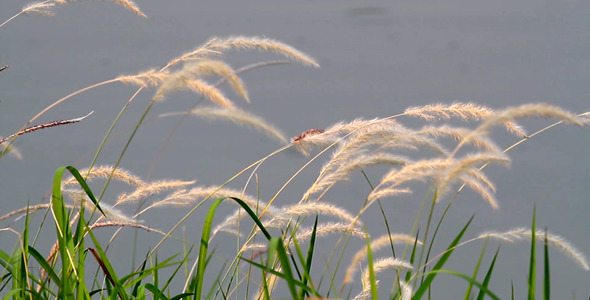 Lalang Grass By The Pond Lalang Grass By The Pond