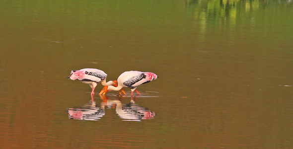Two Storks Dancing Two Storks Dancing