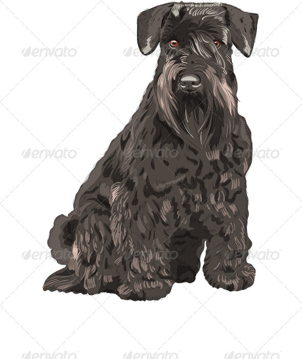 Vector Black Miniature Schnauzer Dog Sitting Vector Black Miniature Schnauzer Dog Sitting