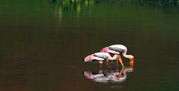Storks Fishing 1 Storks Fishing 1